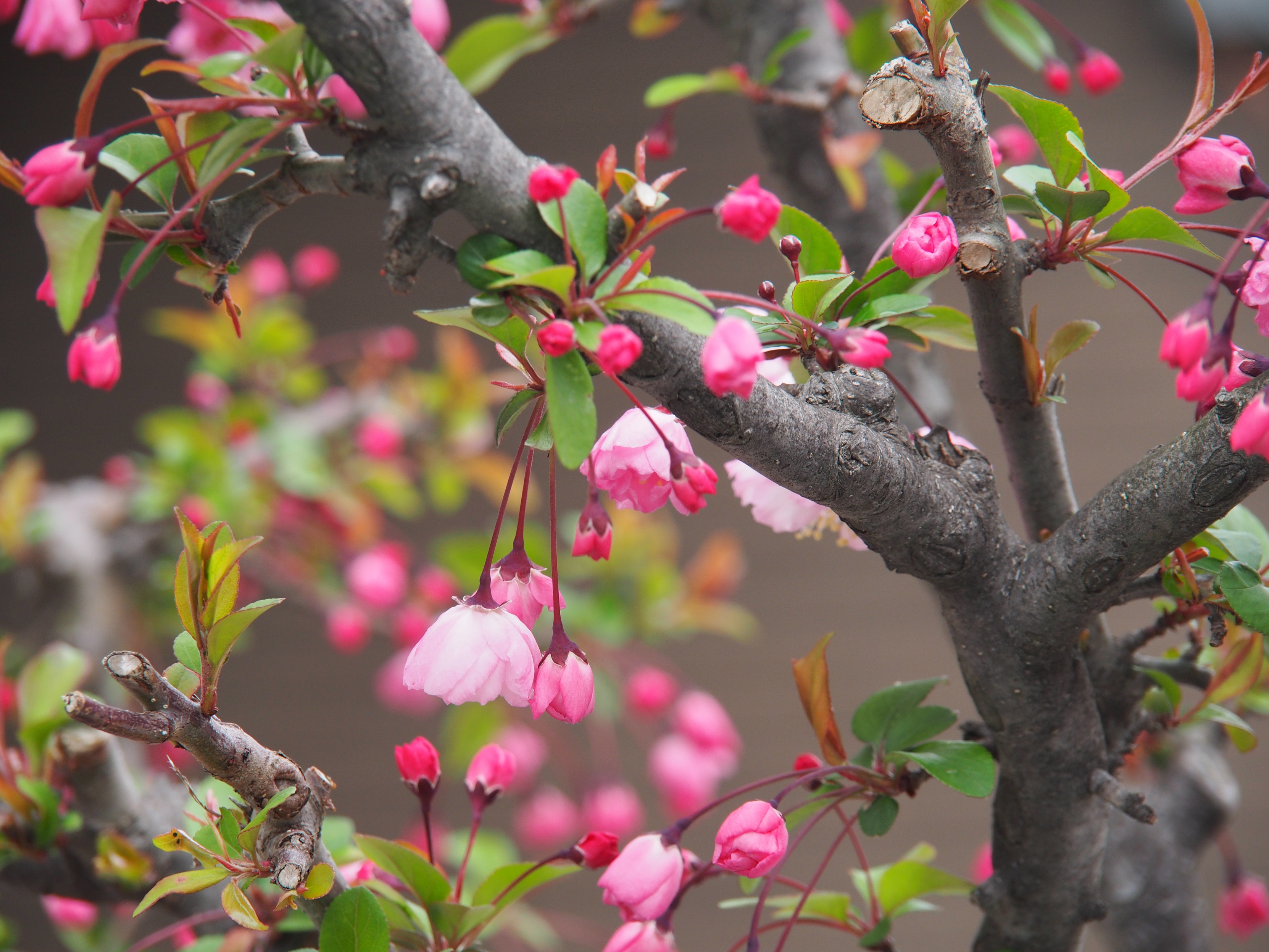 A few layers of dark branches covered in bright pink petals that droop down in small clusters, mixed with small green leaves. The shot isn’t really focused on anything in particular, but overall it’s a pleasing mix of colours and shapes.