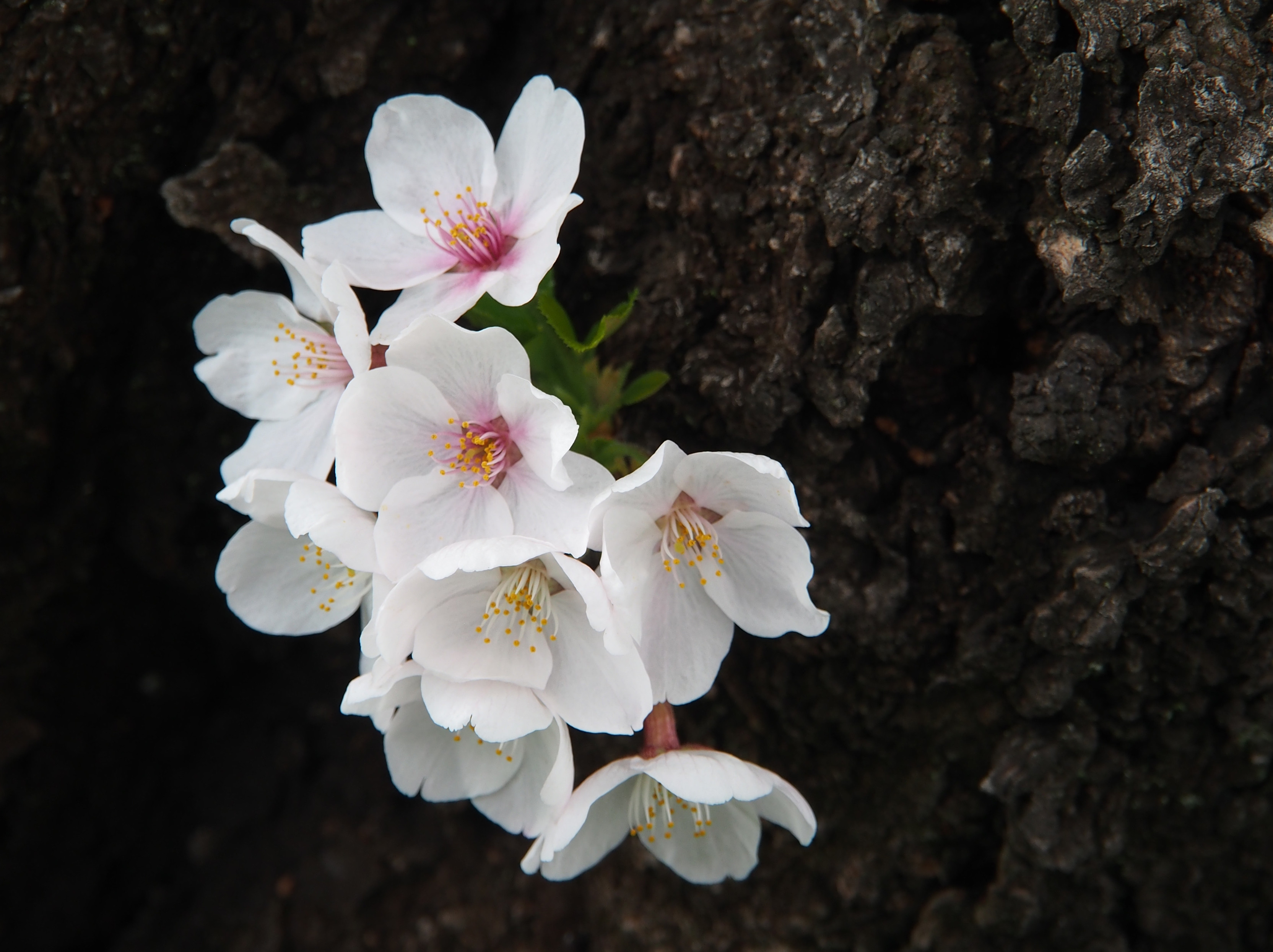 Close up cluster of 8 cherry blossoms against a very dark and rough bark of the tree trunk. All of the petals are fully open, mostly white, but pink near the centre with dots of yellow pollen on the stamens.