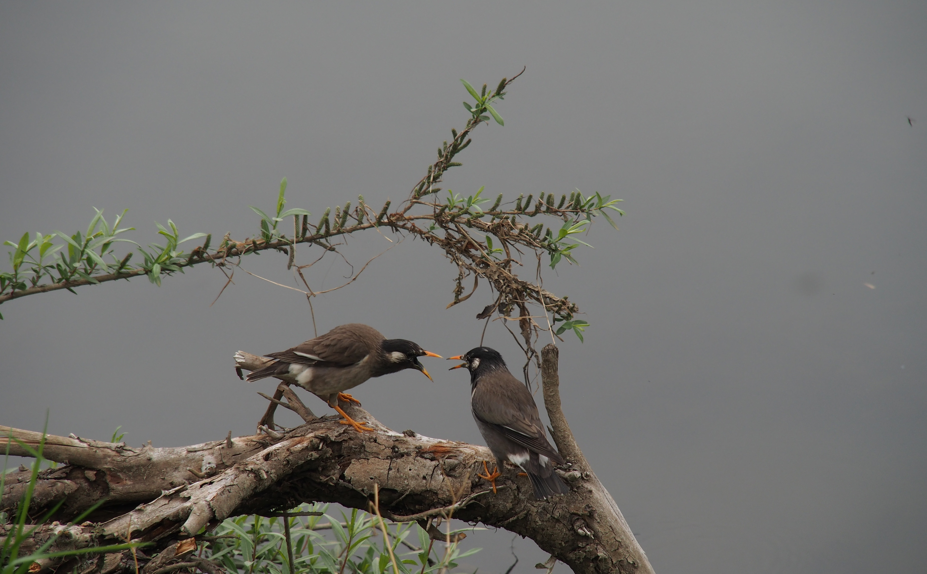 Two white-cheeked starlings, (small grey-brown birds with darker heads, white cheeks, and orange bills and feet) stand facing each other on a branch out over the river. One on the left is slightly hunched and it’s bill is open in a squawk to the one on the right who is squawking back with a bit less enthusiasm. The background is a completely flat dark grey of the river behind them.