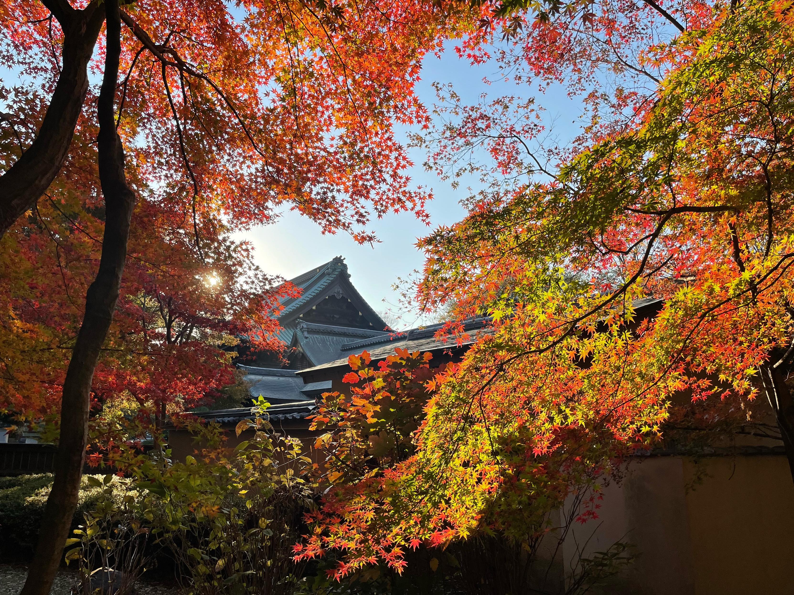 The leaves of two Japanese maples fill in the left and right side, framing the peaked roof of the temple in the centre, and the blue sky beyond. The low late afternoon sun peeks through the leaves on the left which are mostly red, while the leaves on the branch to the right still have a lot of green, but are fringed with red as well.